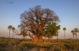 Seba - Baobab-2 Seba - Baobab-2